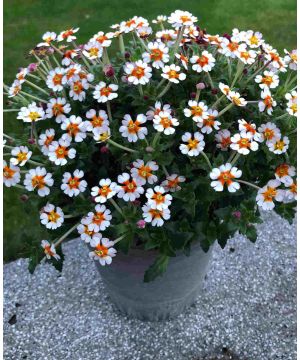 Zaluzianskya ovata 'Orange Eye'