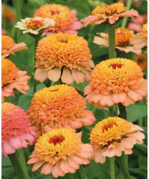 Zinnia 'Zinderella Peach'