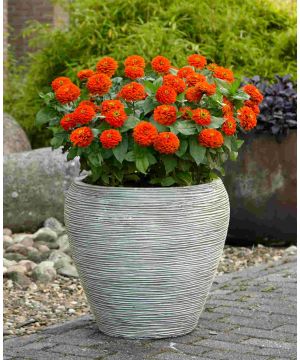 Zinnia Zesty Orange