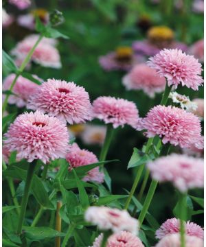 Zinnia Zinderella Lilac