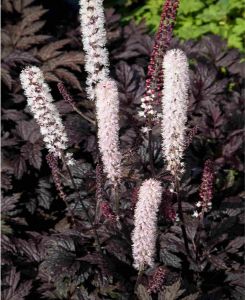 Actaea simplex Chocoholic