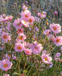 Anemone  hybrida Queen Charlotte
