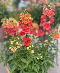 Antirrhinum majus Double Shot Orange Bicolour