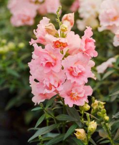 Antirrhinum  Twinny Apple Blossom