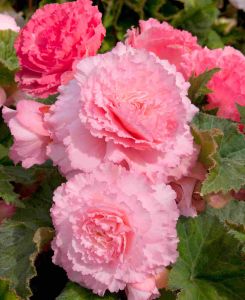 Begonia Majestic Soft Pink