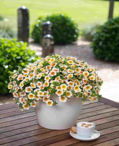 Calibrachoa Calitastic Cappuccino