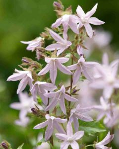 Campanula poscharskyana