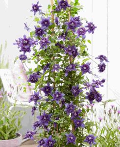 Clematis Kokonoe