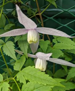 Clematis alpina Pink Flamingo