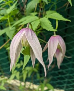 Clematis alpina Pink Flamingo