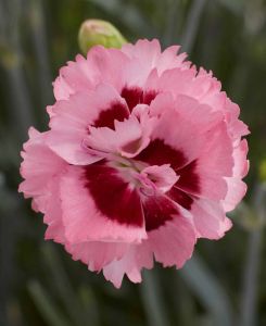 Dianthus Raspberry Sundae