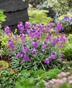 Erysimum Bowles Me Away