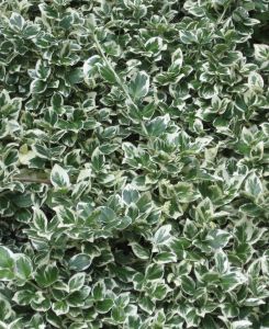 Euonymus fortunei Emerald Gaiety