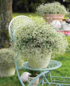 Euphorbia hypericifolia 'Silver Fog White'