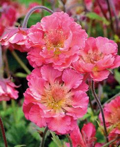 Geum Pink Petticoats