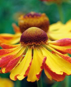 Helenium Can Can