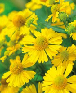 Helenium autumnale 'Sombrero'
