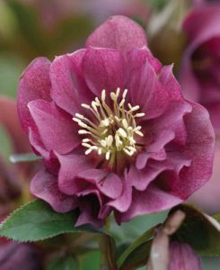 Helleborus x hybridus ‘Double Ellen Red’ 