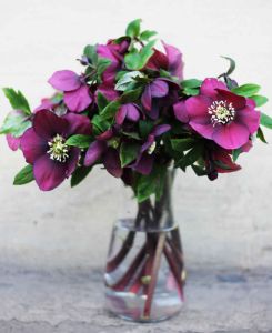 Helleborus x hybridus ‘Pretty Ellen Red’