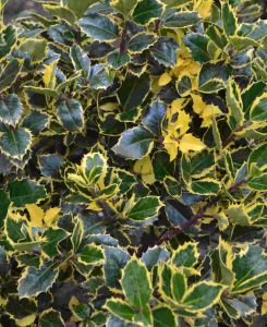 Ilex Golden King
