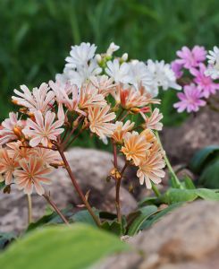Lewisia  cotyledon Elise Mix
