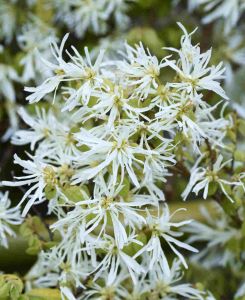 Loropetalum chinense 'Iceberry'
