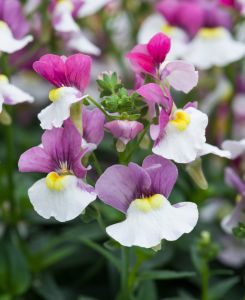 Nemesia Melody Morello Ice