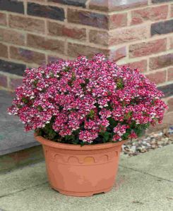 Nemesia Melody 'Raspberry'