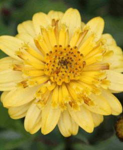 Osteospermum 3D Double Yellow