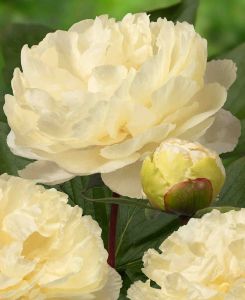 Paeonia Sunny Girl