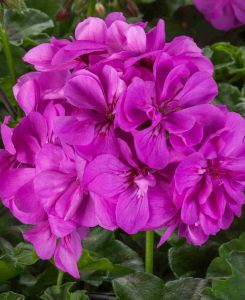 Pelargonium peltatum Corriente Amethyst