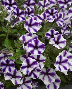 Petunia Blueberry Star
