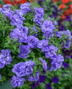Petunia Double Tumbelina Sophia