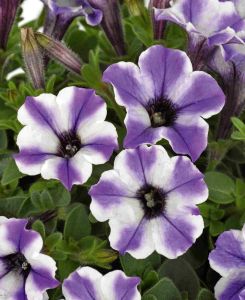 Petunia Vivini Blue Star