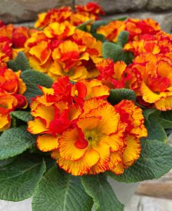 Primula aucalis 'Chinese New Year'