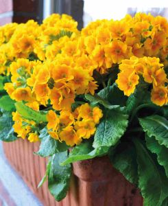 Primula elatior Colibri Aztec Gold