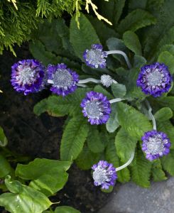 Primula capitata subsp mooreana