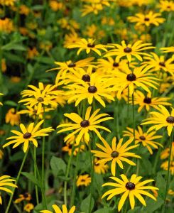 Rudbeckia fulgida var sullivantii 'Goldsturm'