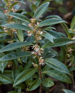 Sarcococca confusa