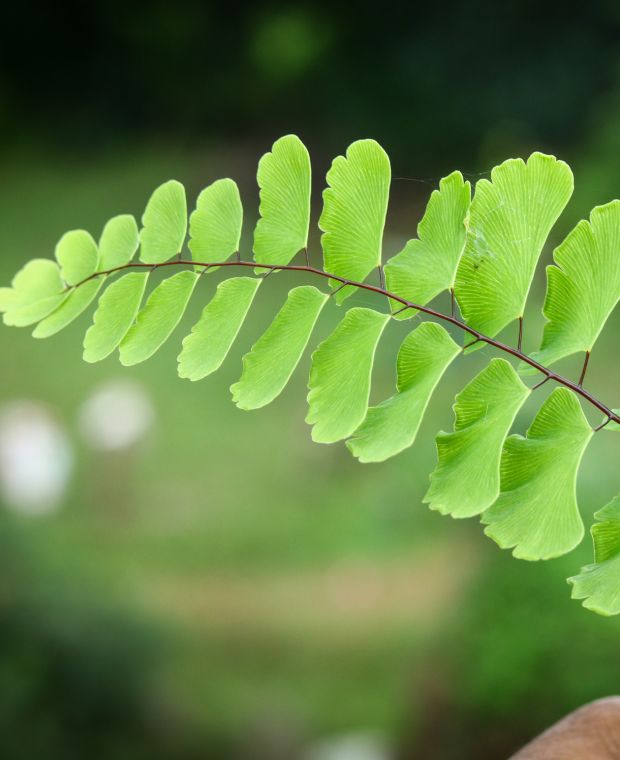 Adiantum aleutian Imbricatum