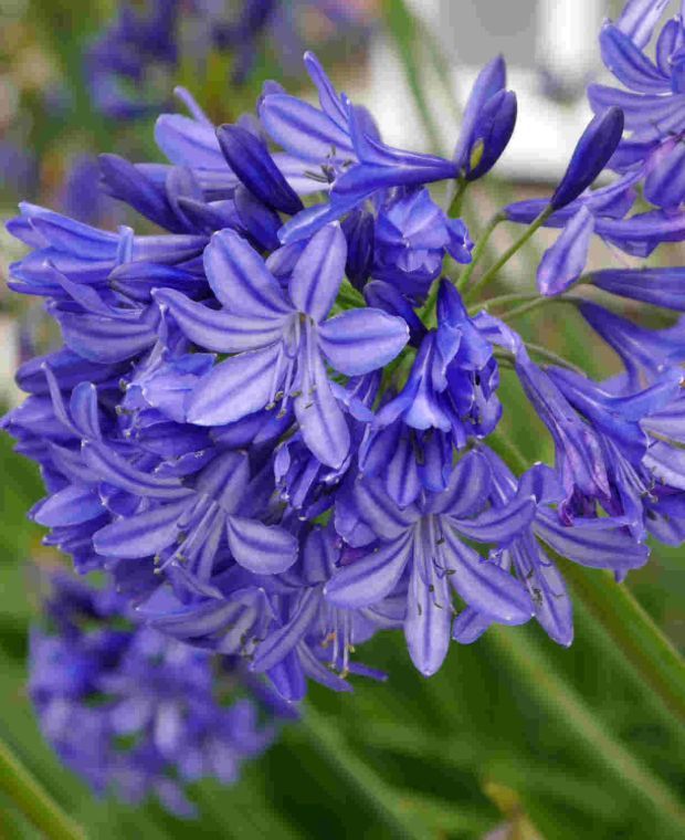 Agapanthus Northern Star