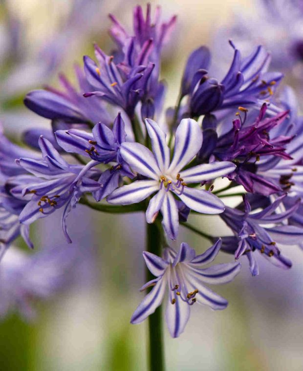 Agapanthus Tornado 9cm pot