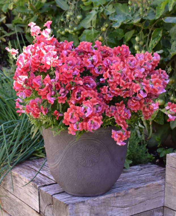 Antirrhinum Dazzling Lips Red