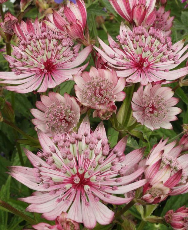 Astrantia major Sparkling Star Pink