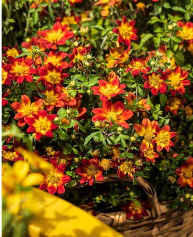 Bidens Brazen Imperial Luck