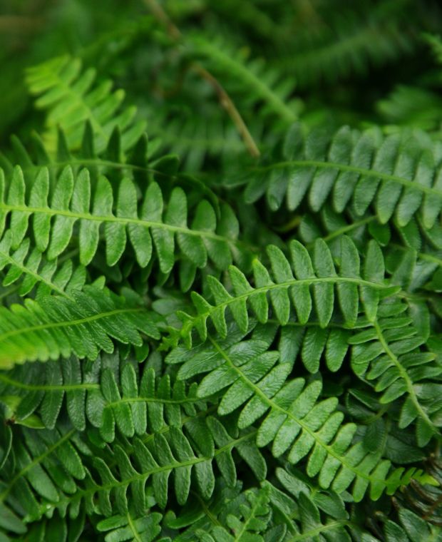 Blechnum penna-marina