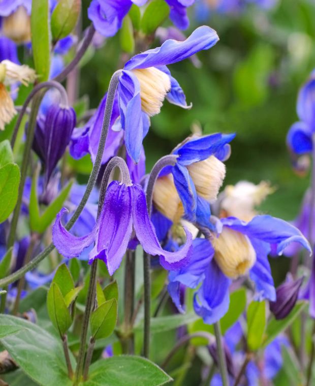 Clematis integrifolia