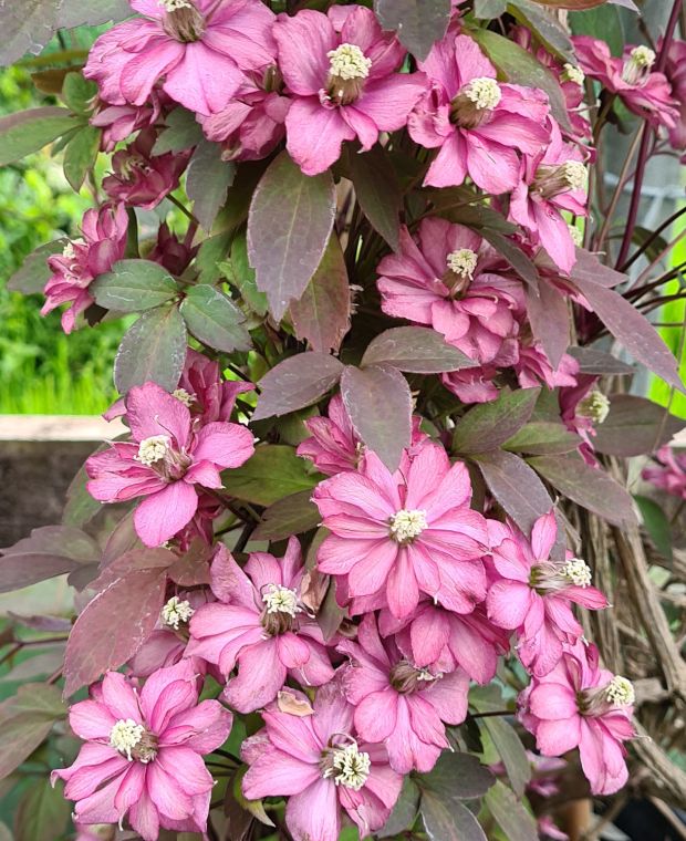 Clematis montana Scented Pink