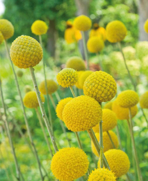 Craspedia globosa Manolo 