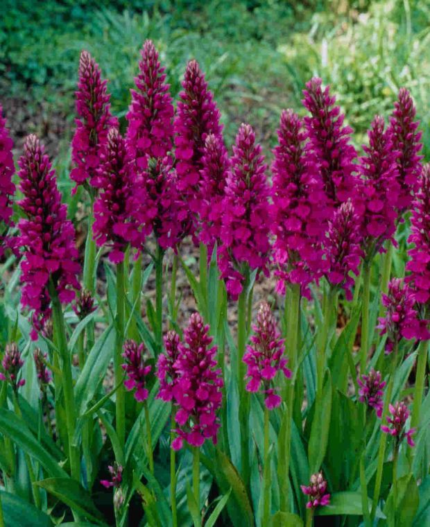Divine Dactylorhiza Collection